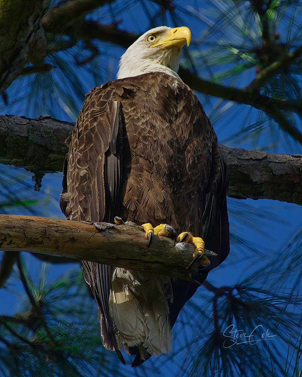 Dauphin-Island-bald-eagle